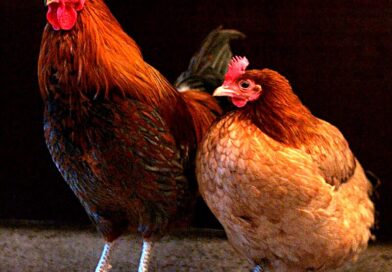 5 Chicken Facts🐓