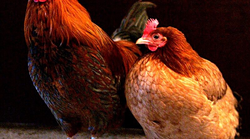 5 Chicken Facts🐓