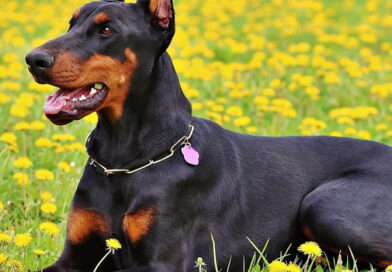 All about Doberman